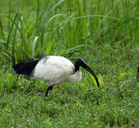 Sacred ibis - Laikipia