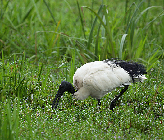 Sacred ibis - Laikipia