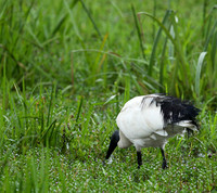 Ibis