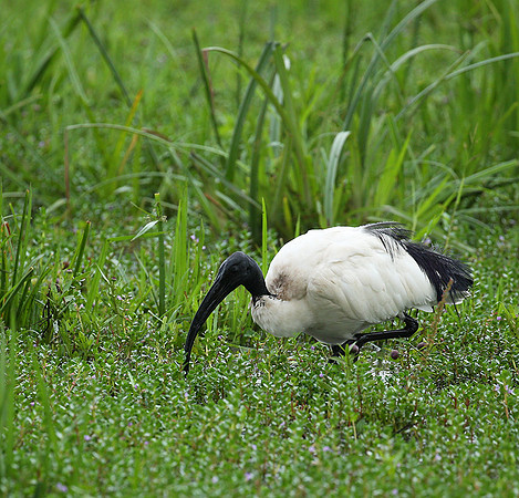 Sacred ibis - Laikipia