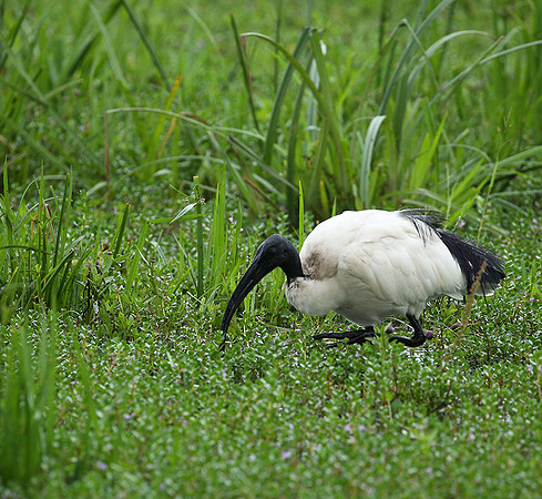 Sacred ibis - Laikipia