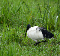 Sacred ibis - Laikipia