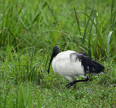 Sacred ibis - Laikipia