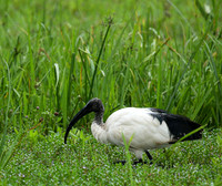 Sacred ibis - Laikipia