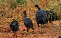 Vulturine guineafowls - northern Kenya
