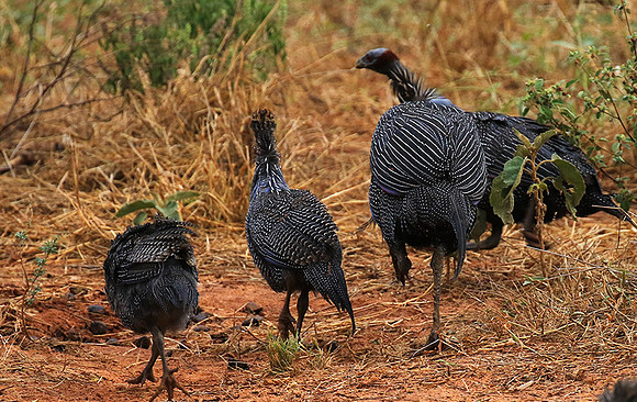 Vulturine guineafowls - northern Kenya