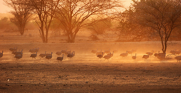 Helmeted guineafowls - South Rift Vally
