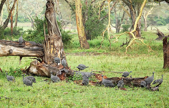 Helmeted guineafowls - Laikipia