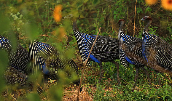 Vulturine guineafowls - northern Kenya