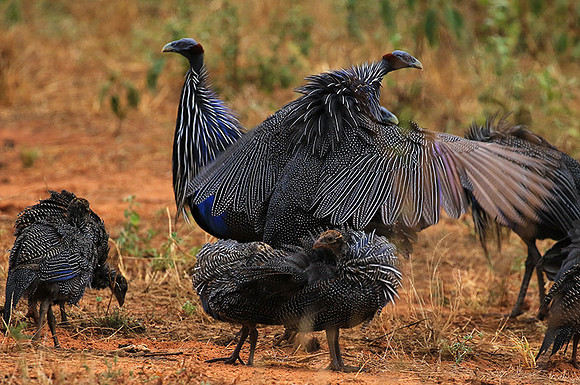 Vulturine guineafowls - northern Kenya