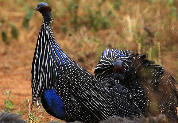 Vulturine guineafowls - northern Kenya