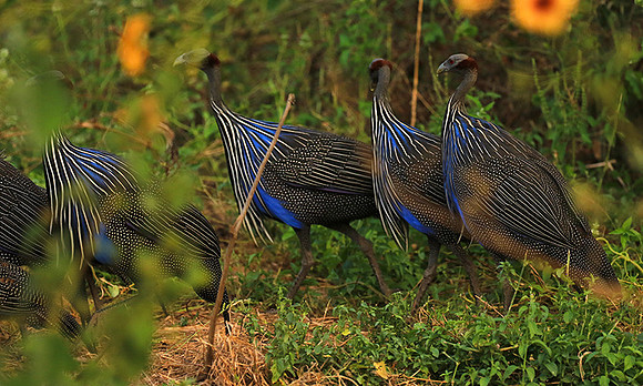Vulturine guineafowls - northern Kenya