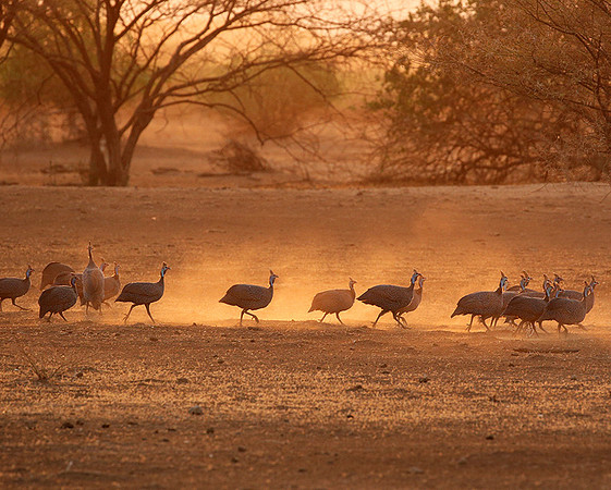 Helmeted guineafowls - South Rift Vally
