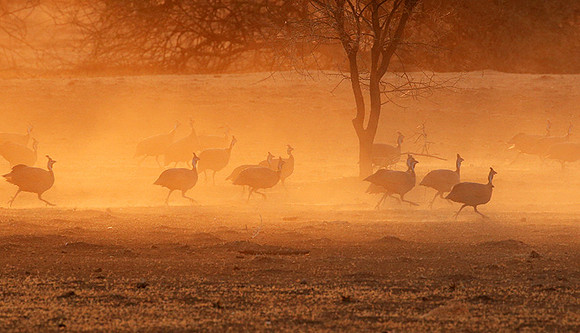 Helmeted guineafowls - South Rift Vally