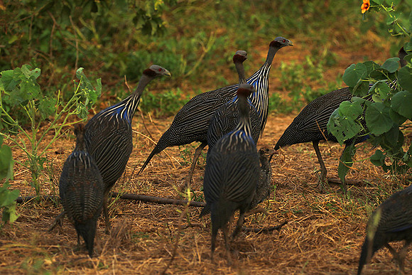 Vulturine guineafowls - northern Kenya