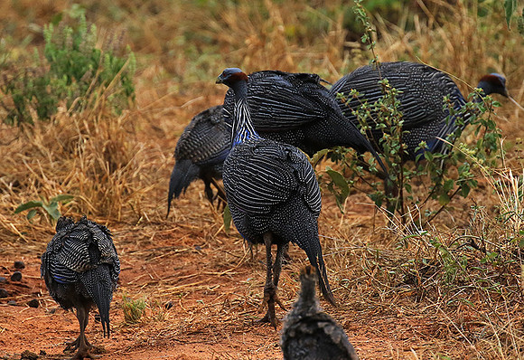 Vulturine guineafowls - northern Kenya