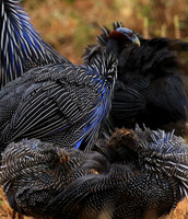 Vulturine guineafowls - northern Kenya