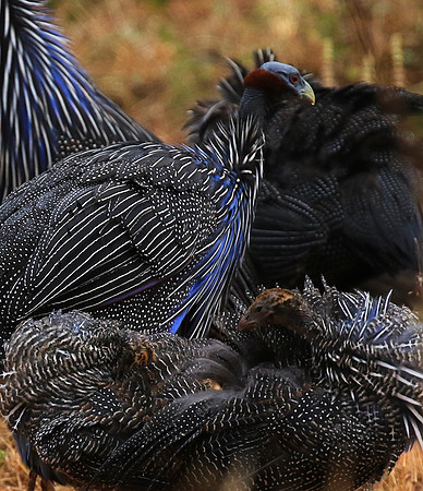 Vulturine guineafowls - northern Kenya