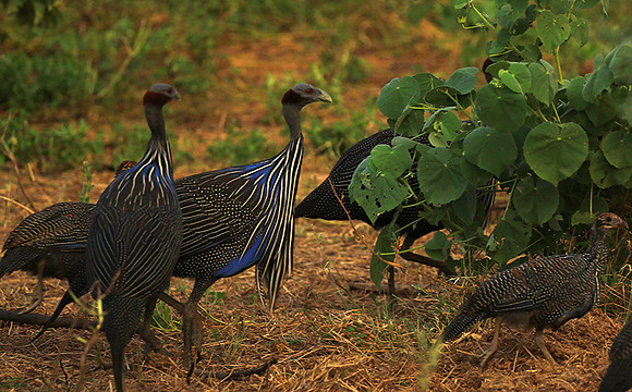 Vulturine guineafowls - northern Kenya