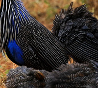 Vulturine guineafowls - northern Kenya