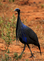 Vulturine guineafowls - northern Kenya