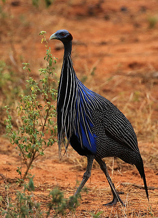 Vulturine guineafowls - northern Kenya