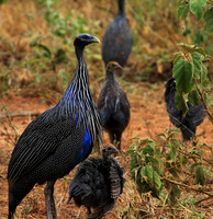 Vulturine guineafowls - northern Kenya