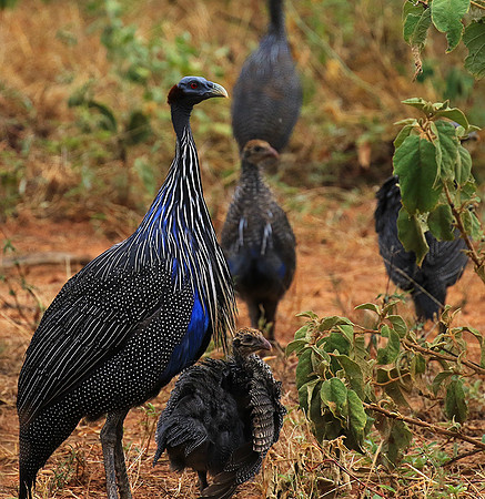 Vulturine guineafowls - northern Kenya