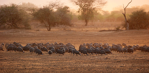 Helmeted guineafowls - South Rift Vally