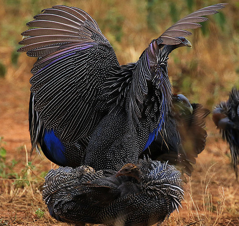 Vulturine guineafowls - northern Kenya