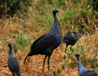 Vulturine guineafowls - northen Kenya