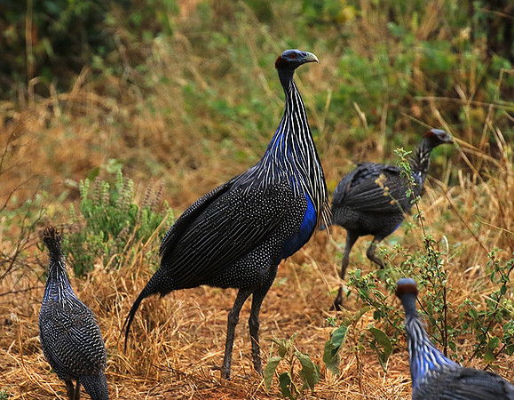 Vulturine guineafowls - northen Kenya