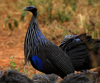 Vulturine guineafowls - northern Kenya