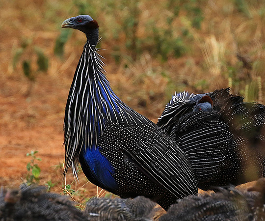 Vulturine guineafowls - northern Kenya