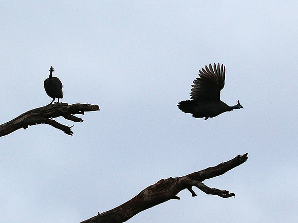 Meru NP