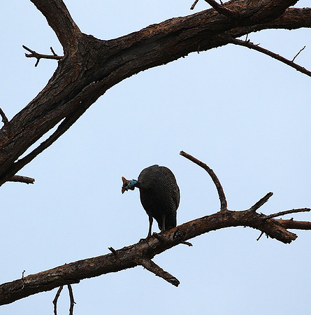 Meru NP