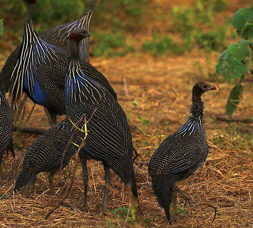 Vulturine guineafowls - northern Kenya