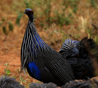 Vulturine guineafowls - northern Kenya