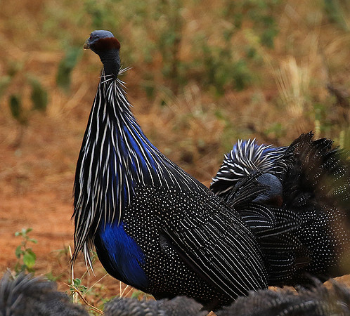 Vulturine guineafowls - northern Kenya