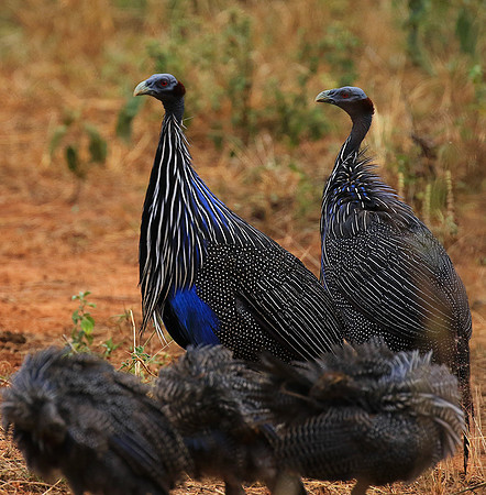 Vulturine guineafowls - northern Kenya