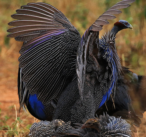 Vulturine guineafowls - northern Kenya