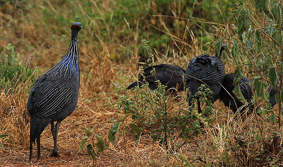 Vulturine guineafowls - northern Kenya
