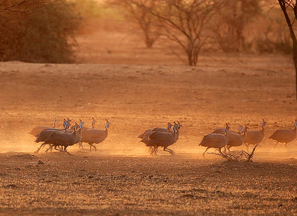 Helmeted guineafowls - South Rift Vally