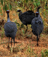 Vulturine guineafowls - northern Kenya