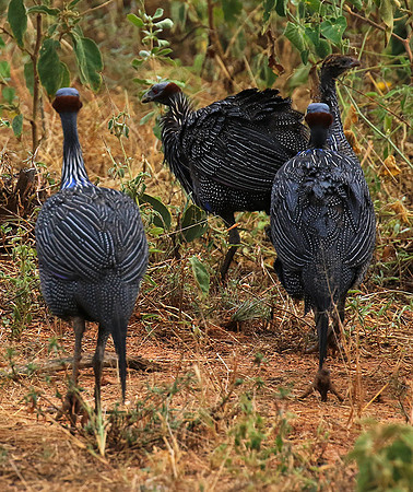 Vulturine guineafowls - northern Kenya