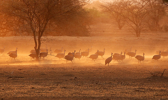 Helmeted guineafowls - South Rift Vally