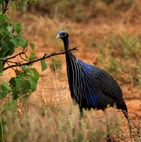 Vulturine guineafowls - northern Kenya