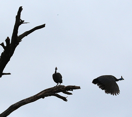Meru NP