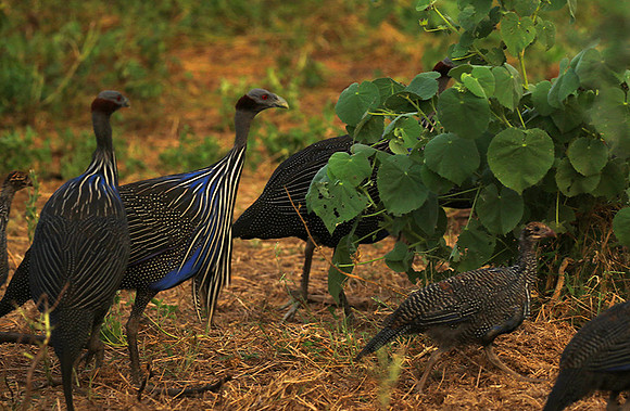 Vulturine guineafowls - northern Kenya