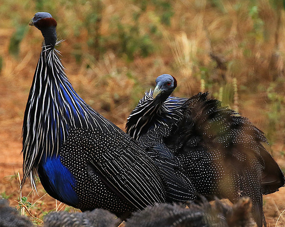 Vulturine guineafowls - northern Kenya